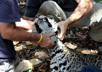 HuntForTheShadowCat_41