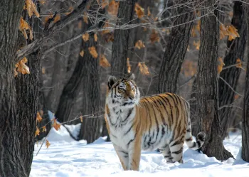 TheSecretForest_09_WildRussia