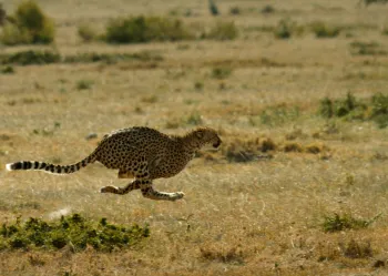 TheWayOfTheCheetah_LR_3